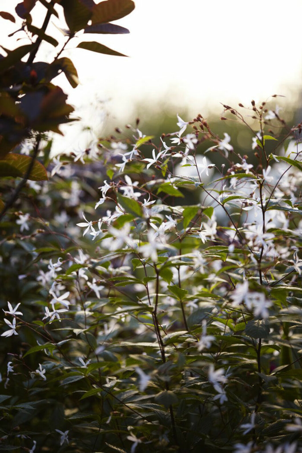 Trebladsspirea Gillenia trifoliata är en ny favoritväxt. Victoria planterar tre plantor i grupp. I augusti kan de klippas ner och blomma om. Jättefint i buketter. Trebladsspirea Gillenia trifoliata hemma i Victoria Skoglunds trädgård.