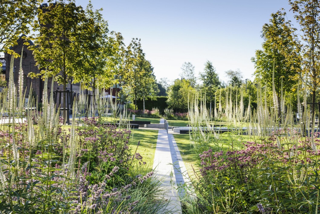 Den vilda naturen är ständigt närvarande uppe i norr. Vild natur i Rådhusparken i Umeå.