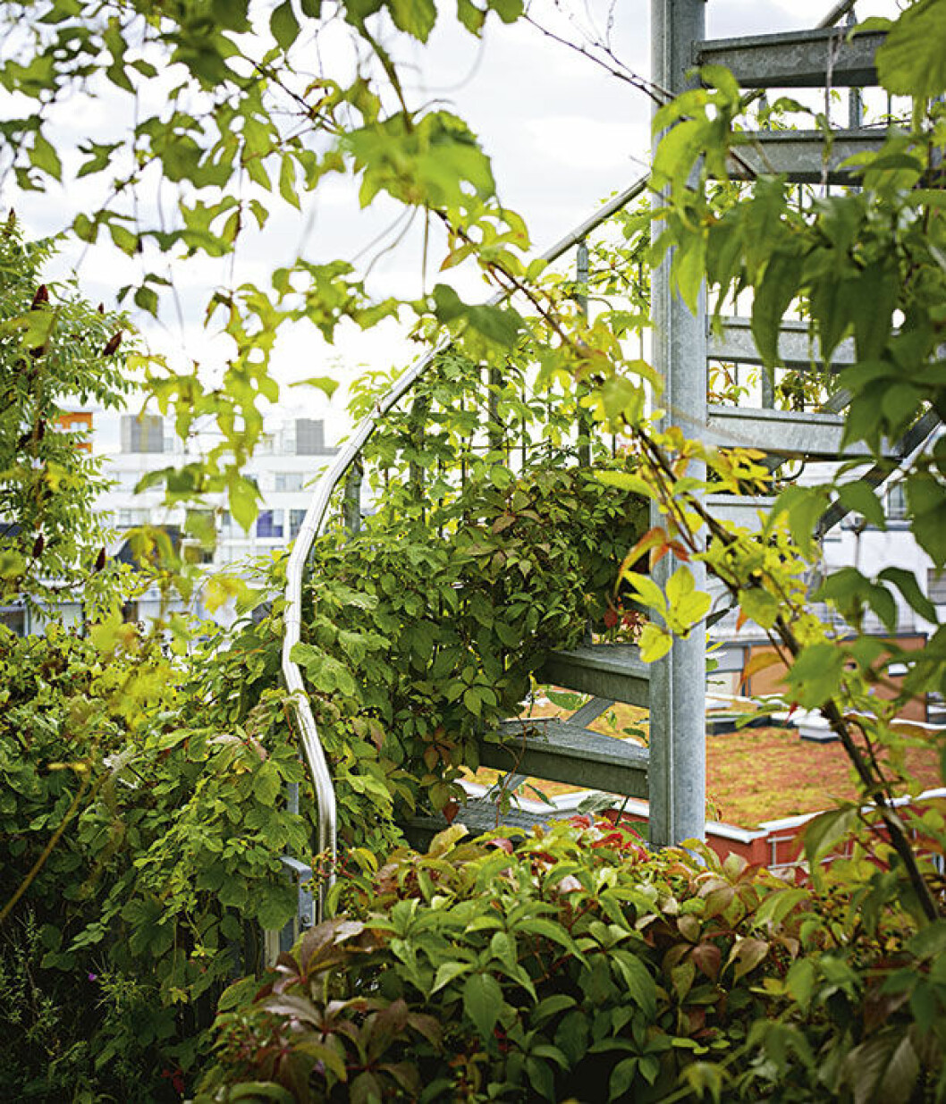 Vackert vildvin klättrar upp för spiraltrappan. vildvin spiraltrappa vastra hamnen