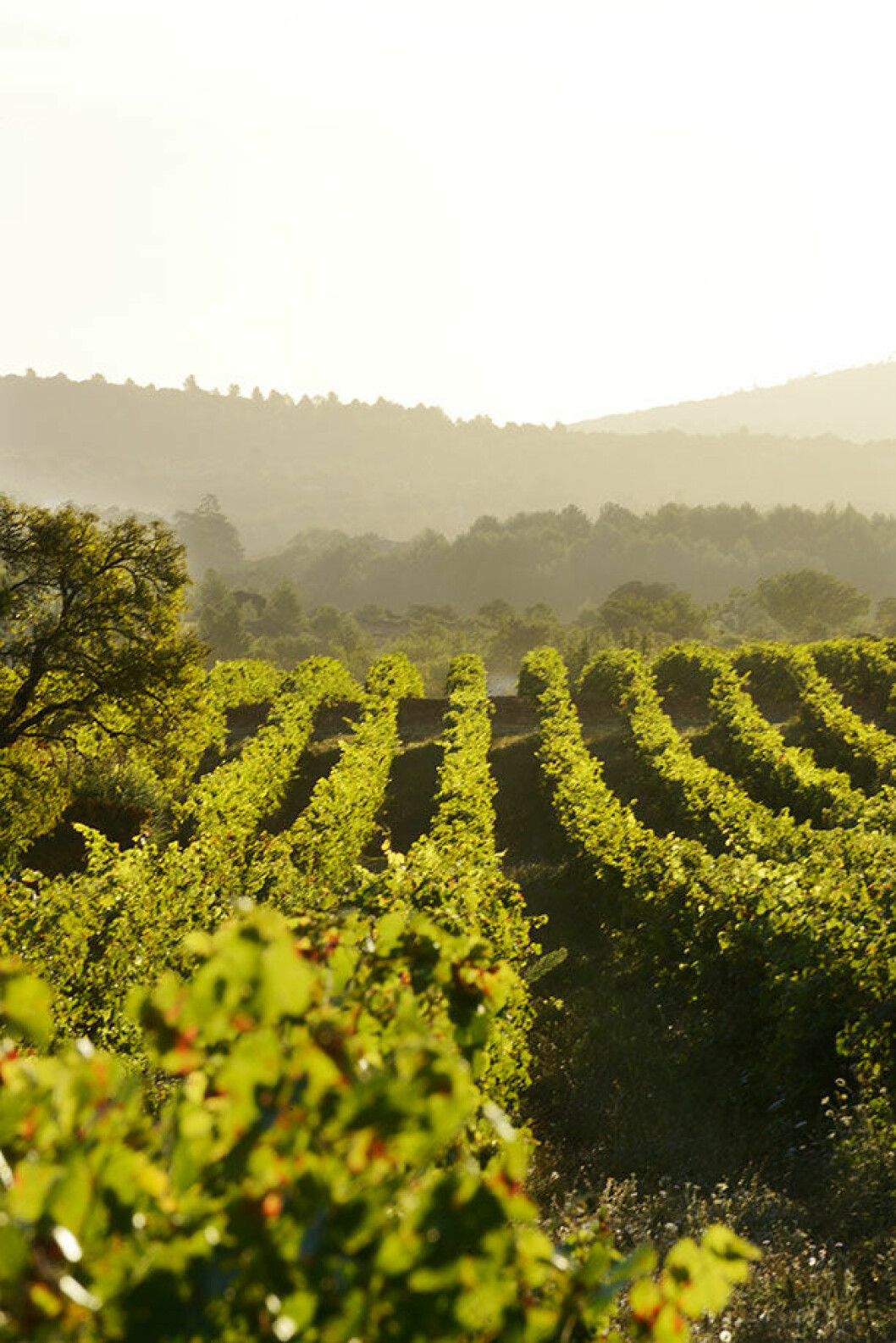 Ljuset över vinrankorna på gården Château Vignelaure är magiskt. Gården ligger nordost om Aix-en-Provence på 350–480 meters höjd vilket ger ett perfekt mikroklimat för druvorna cabernet sauvignon, syrah och grenache. vinfalt