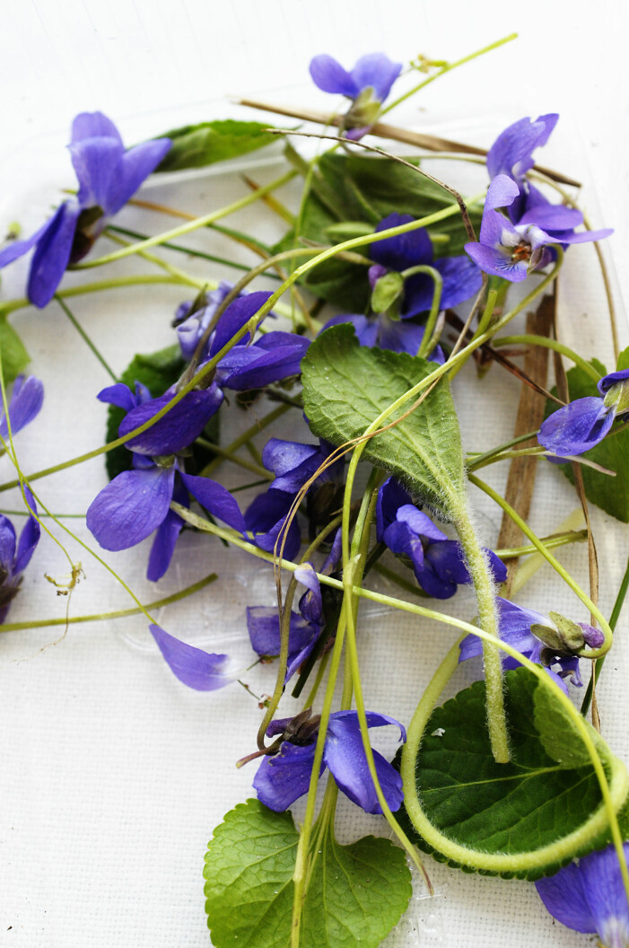 Piffa upp både huvudrätt och efterrätt med violer. Foto: TT. Tips på ätbara blommor exempelvis violer